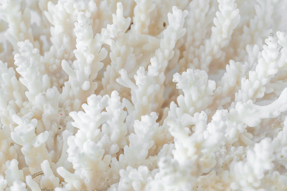 Sango Sea Coral for a healthy and long life
