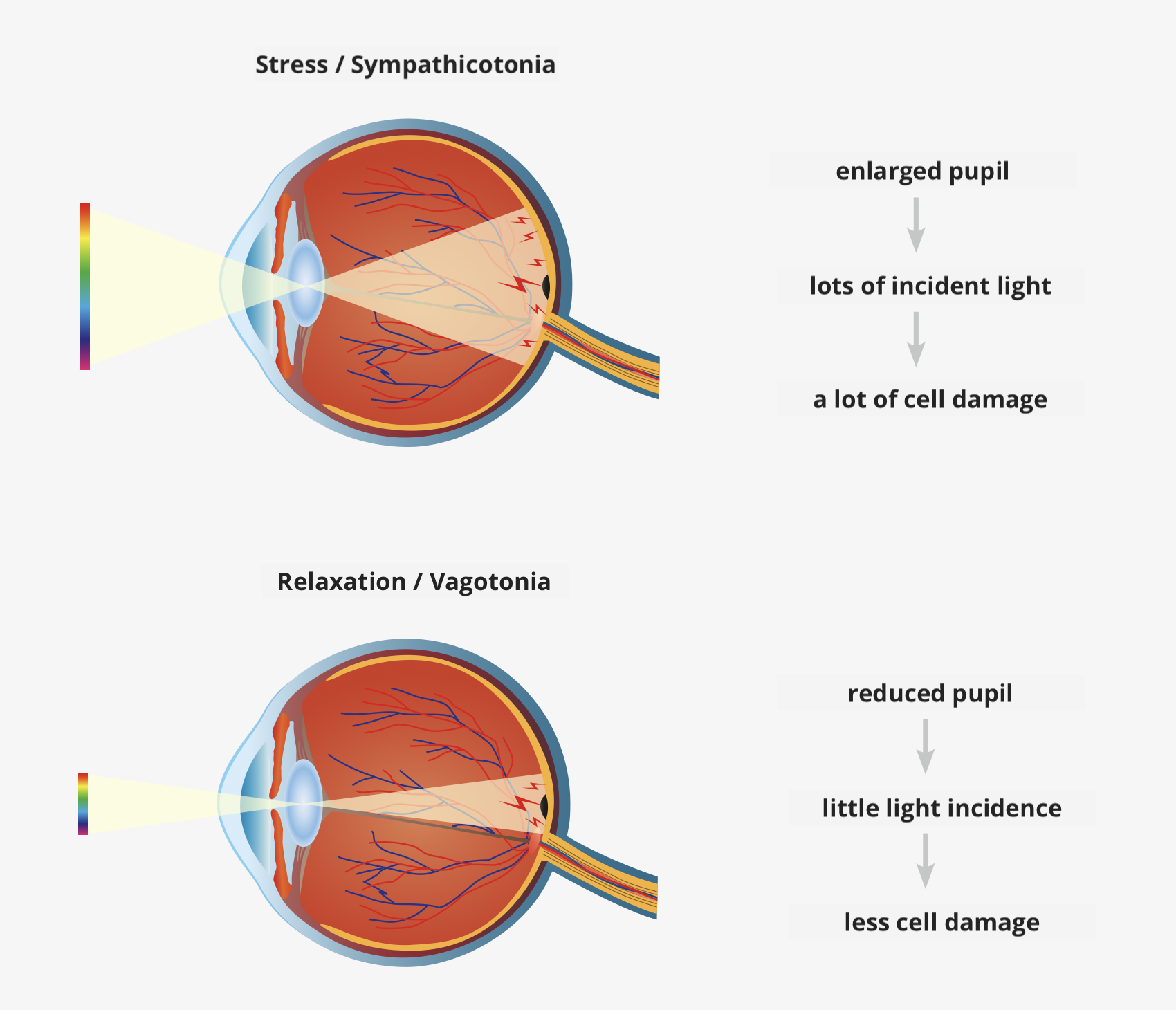 Lichteinfall Auge und mögliche Schäden - Sonnenbrille