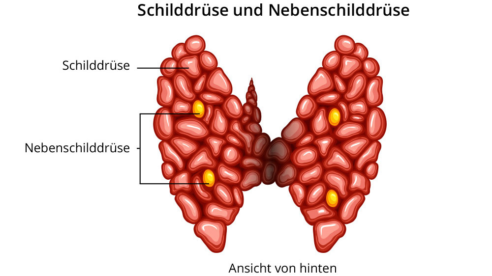 Bor für die Schilddrüse