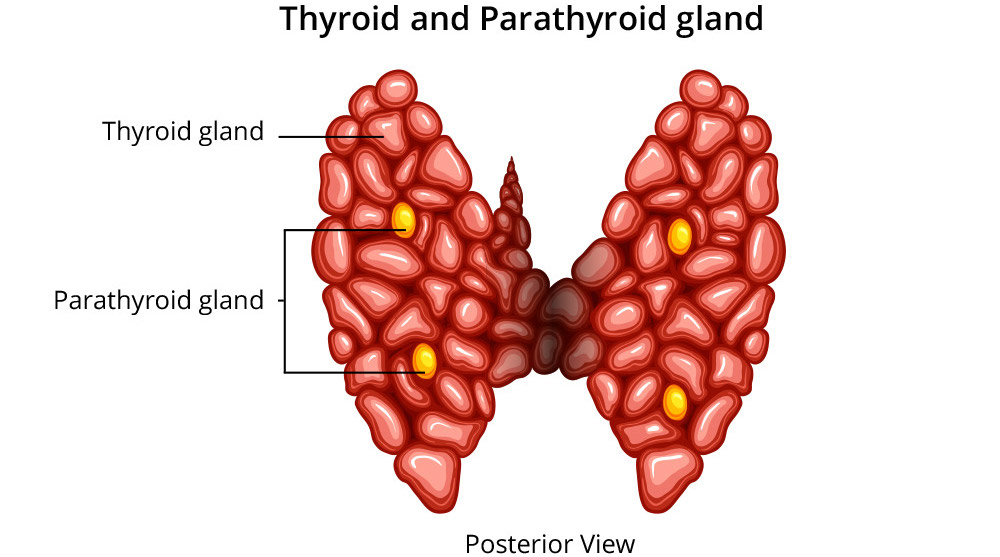 parathyroid glands