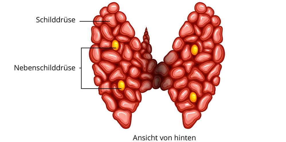 Bor für die Schilddrüse