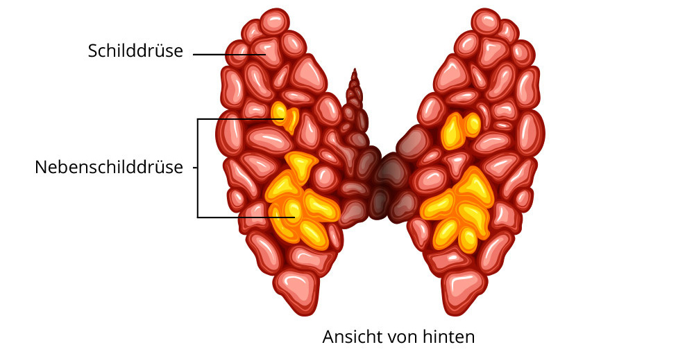 Überfunktion der Schilddrüse: Zellvermehrung