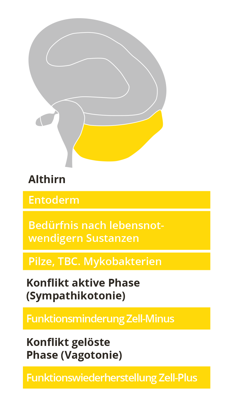 Entoderm - Keimblatt