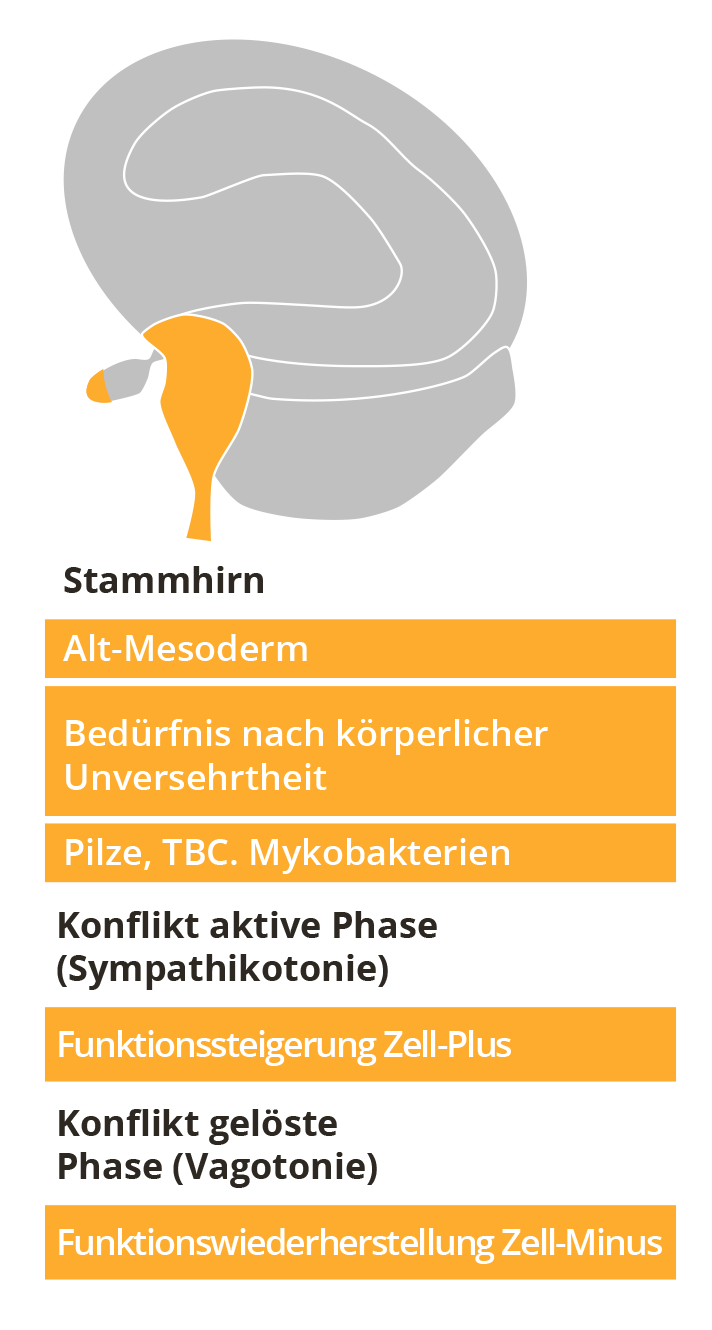 Alt-Mesoderm - Keimblatt