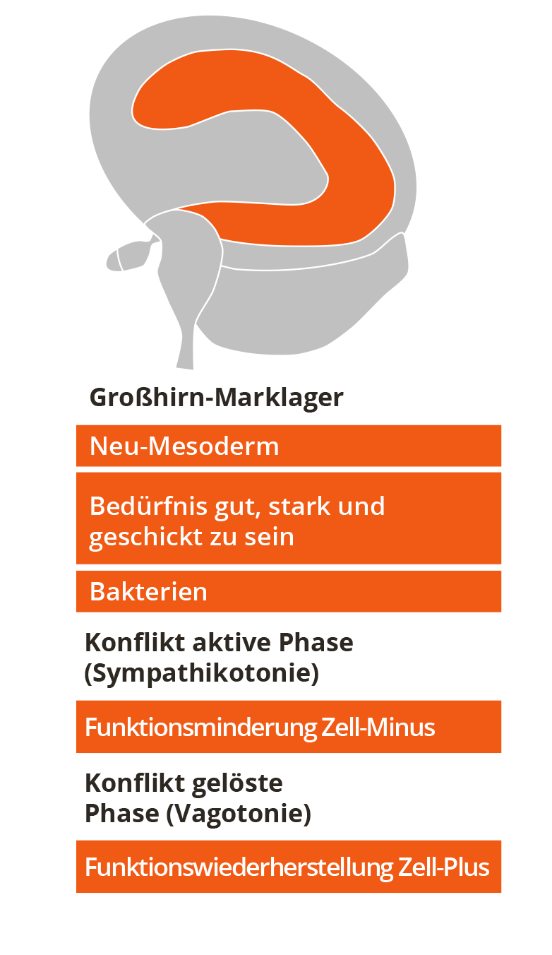 Neu-Mesoderm - Keimblatt