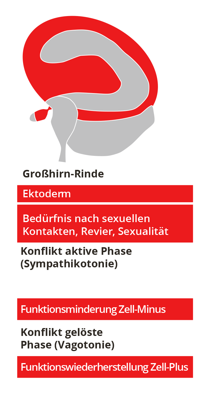 Ektoderm - Keimblatt