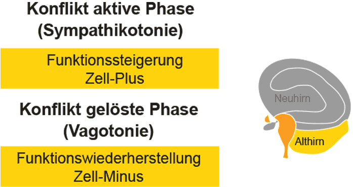 Schilddrüse Überfunktion